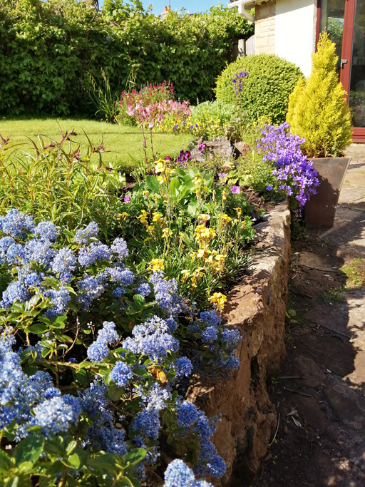 rear garden bed