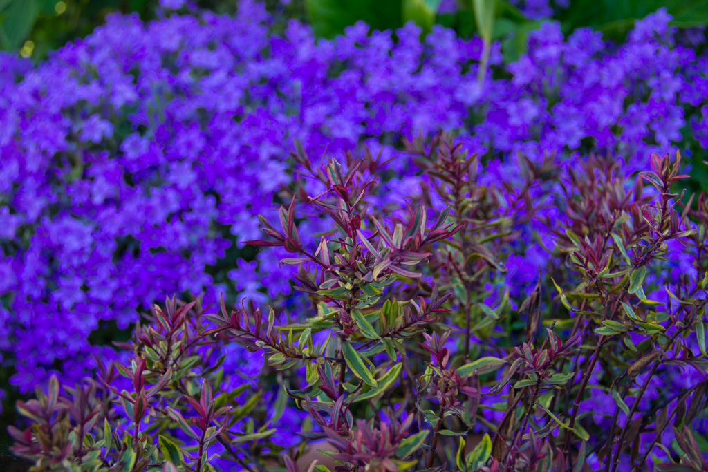 hebe and campanula