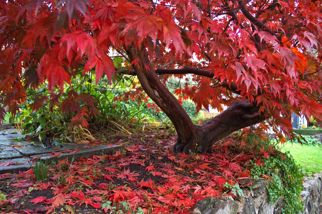 acer tree