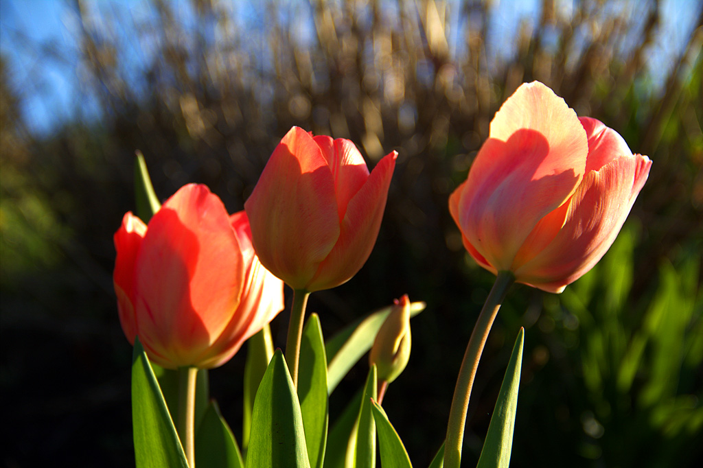 tulips