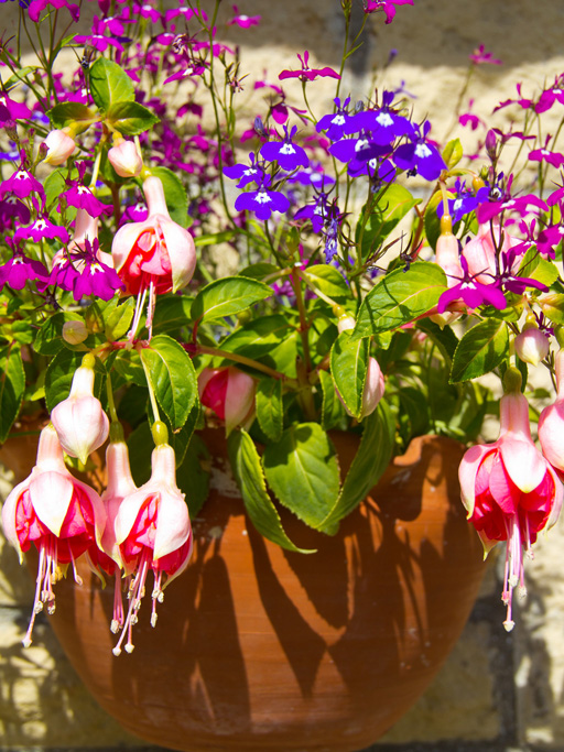 terracotta planter