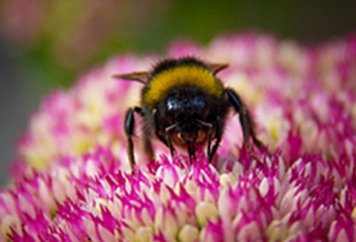 Bee on flower